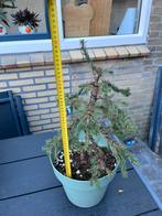 Bonsai starter picea, Ophalen, Bloeit niet, Halfschaduw, Overige soorten
