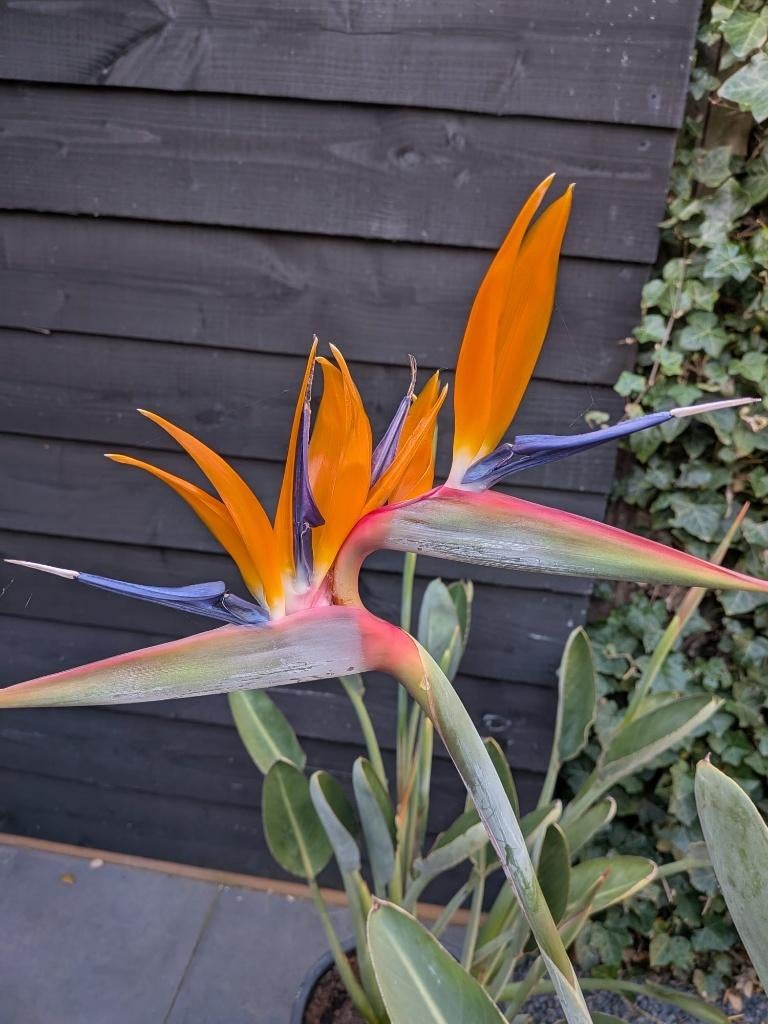 Strelitzia reginae plant, Ophalen, 100 tot 150 cm, Overige soorten, Halfschaduw