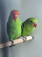 Tarantas, Dieren en Toebehoren, Meerdere dieren