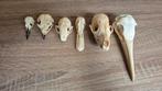 Verschillende dieren schedels, Ophalen of Verzenden, Zo goed als nieuw