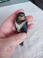 Juveniele zwaluw, Ophalen of Verzenden, Vogel, Overige typen