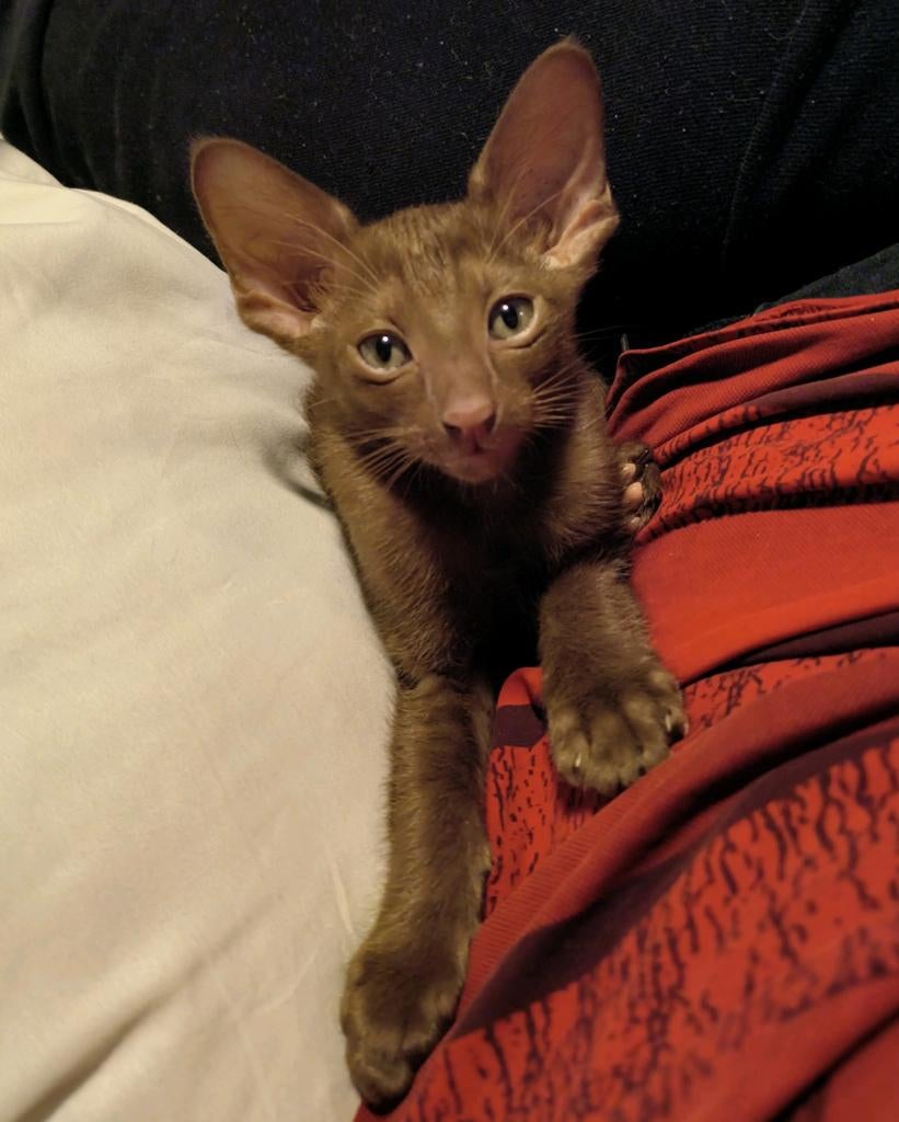 Kittens, Ooster korthaar kittens, oriental kittens, pete..., Meerdere dieren, Ontwormd, 0 tot 2 jaar