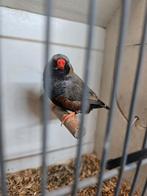 Charcoal zebravink man, Mannelijk, Geringd