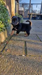 Jack russell pups, Jack Russell Terriër, Reu, 8 tot 15 weken, Meerdere