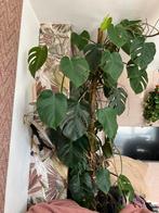 XXL monstera kamerplant 240 hoog, Ophalen of Verzenden, Halfschaduw, Minder dan 100 cm