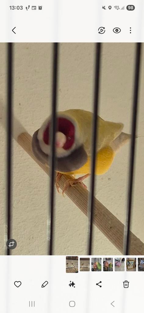 Goldamedines, Dieren en Toebehoren, Meerdere dieren