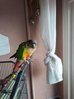 Pyrrhura met kooi en toebehoren., Dieren en Toebehoren, Parkiet