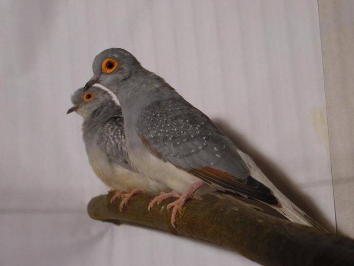 Bonte diamantduif | Tropische vogels | Volièrevogels, Dieren en Toebehoren, Vogels | Duiven, Overige soorten, Meerdere dieren