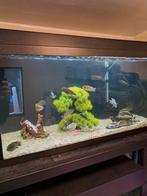 Malawi mbuna cichliden, Vis