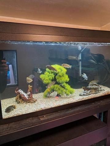 Malawi mbuna cichliden  beschikbaar voor biedingen