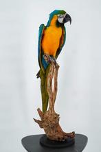 Opgezette Blauw-gele Ara - Wildernis Atelier, Ophalen of Verzenden, Nieuw, Opgezet dier