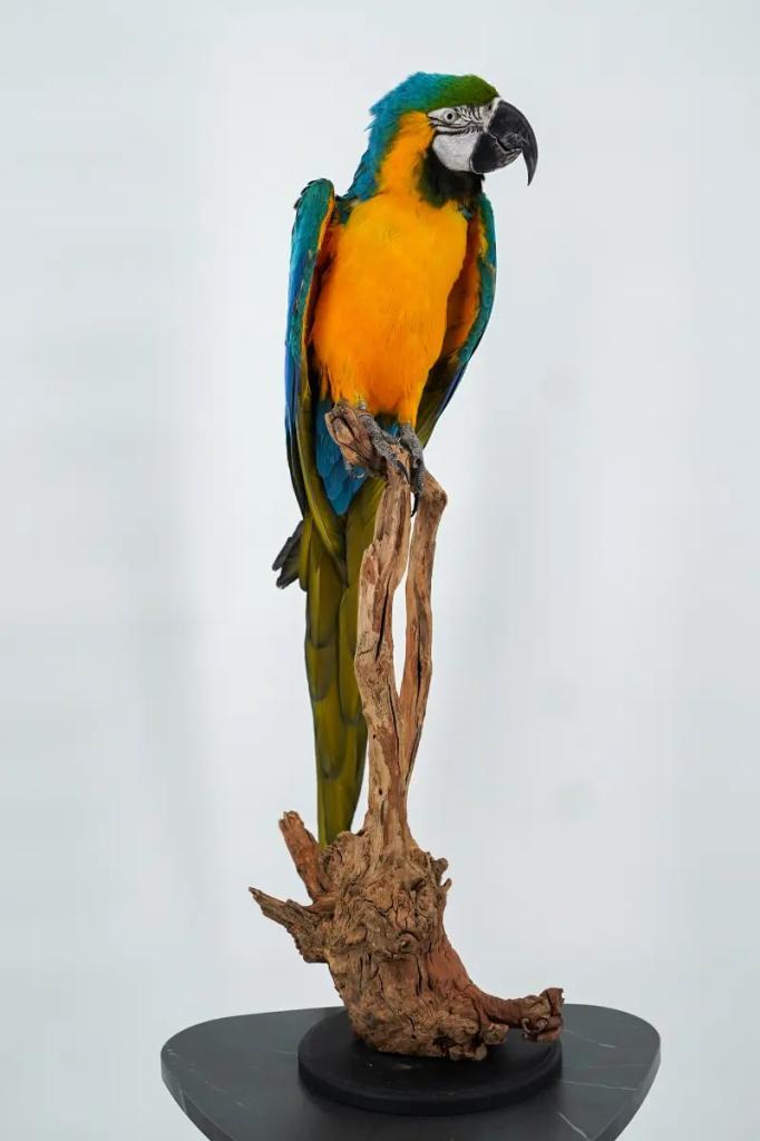 Opgezette Blauw-gele Ara - Wildernis Atelier, Verzamelen, Dierenverzamelingen, Nieuw, Opgezet dier, Ophalen of Verzenden
