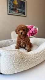 Premium maltipoo f2 micor teefje, Particulier, Rabiës (hondsdolheid), Overige rassen, 8 tot 15 weken
