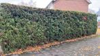 Coniferen haag: gratis, Tuin en Terras, Ophalen, Conifeer, 100 tot 250 cm
