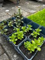 Munt planten!, Tuin en Terras, Ophalen of Verzenden, Zomer, Kruiden, Volle zon