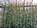Hedera Goldchild en Hibernica 20/40 t/m 250/300 cm, Tuin en Terras, Planten | Struiken en Hagen, Ophalen, Overige soorten, 100 tot 250 cm
