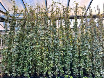 Hedera Goldchild 175/200 van €12,00 nu voor €6,00 beschikbaar voor biedingen