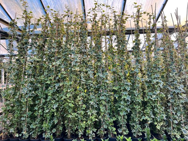 Hedera Goldchild 175/200 van €12,00 nu voor €6,00, Tuin en Terras, Planten | Struiken en Hagen, Overige soorten, 100 tot 250 cm