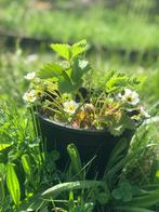 Biologische aardbeienplantjes, Tuin en Terras, Planten | Tuinplanten, Zomer, Vaste plant, Fruitplanten, Ophalen