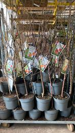 Laagstam fruitbomen, Ophalen, Minder dan 100 cm, Appelboom, Lente