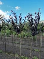 Rode kerspruim , Prunus cerasifera Nigra, Ophalen, Halfschaduw