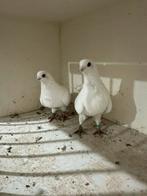 Witte mooie duiven, Dieren en Toebehoren, Vogels | Duiven, Meerdere dieren, Overige soorten