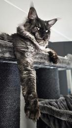 🖤Dekkater | Black smoke | Maine coon uit Rusland | Stamboom, Dieren en Toebehoren