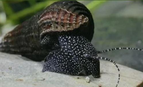 Tylomelania White rabbit Spotted snail, Dieren en Toebehoren, Vissen | Aquariumvissen, Zoetwatervis, Slak of Weekdier