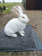 Rex konijn jong, Dieren en Toebehoren, Konijnen, Vrouwelijk, Middelgroot, 0 tot 2 jaar