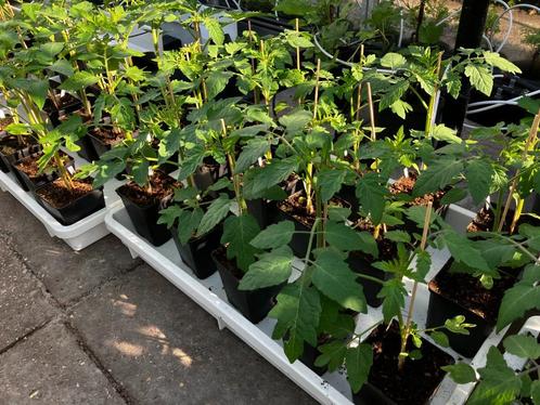 Groente-/fruit planten  (met name tomaten), Tuin en Terras, Planten | Tuinplanten, Eenjarig, Groenteplanten, Volle zon, Zomer
