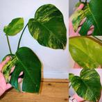 Monstera aurea yellow variegata, Huis en Inrichting, Kamerplanten, Ophalen, Halfschaduw, Minder dan 100 cm