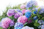 Bolhortensia- Hydrangea marcrophylla, Tuin en Terras, Ophalen, Hortensia, Minder dan 100 cm