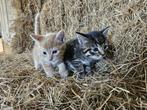 leuke katjes/ kittens te koop, Dieren en Toebehoren, Katten en Kittens | Overige Katten, Meerdere dieren, Kortharig, 0 tot 2 jaar