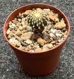 Cactus, Geohintonia, Huis en Inrichting, Kamerplanten, Ophalen of Verzenden, Cactus, Volle zon, Minder dan 100 cm