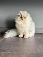 Britse Langhaar kitten, Dieren en Toebehoren, Katten en Kittens | Raskatten | Langhaar, Meerdere dieren, Ontwormd