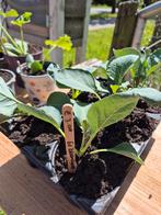 Moestuin plantjes. Courgette. Tomaat. Komkommer. Courgette, Tuin en Terras, Ophalen, Volle zon, Groenteplanten, Eenjarig