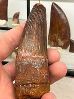 Spinosaurus tand, Verzamelen, Mineralen en Fossielen, Ophalen of Verzenden, Fossiel