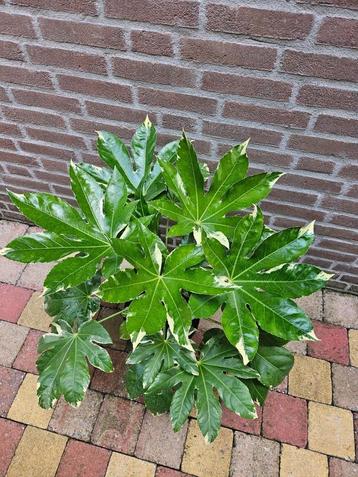 Fatsia japonica 'Variegata' – Bonte Vingerplant beschikbaar voor biedingen