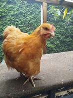 Oprington buff groot jonge haantjes van mei dit jaar, Dieren en Toebehoren, Pluimvee, Mannelijk, Kip