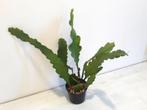 Bladcactus, Ophalen, Vetplant, Halfschaduw, Minder dan 100 cm