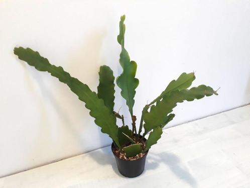 Bladcactus, Huis en Inrichting, Kamerplanten, Vetplant, Minder dan 100 cm, Bloeiende kamerplant, Halfschaduw, Ophalen