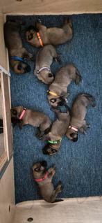 Mechelse Herder, Dieren en Toebehoren, 8 tot 15 weken, Meerdere, Meerdere dieren, Herder