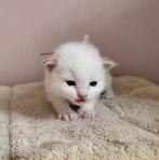 Lilac en Chocolate Ragdoll kittens met stamboom, Meerdere dieren, Met stamboom, 0 tot 2 jaar