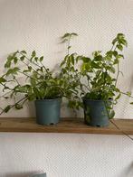 Tradescantia Zebrina - Hangplant voor binnen, Huis en Inrichting, Kamerplanten, Ophalen, Halfschaduw, Minder dan 100 cm