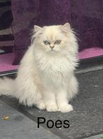 4  kittens, Kater
