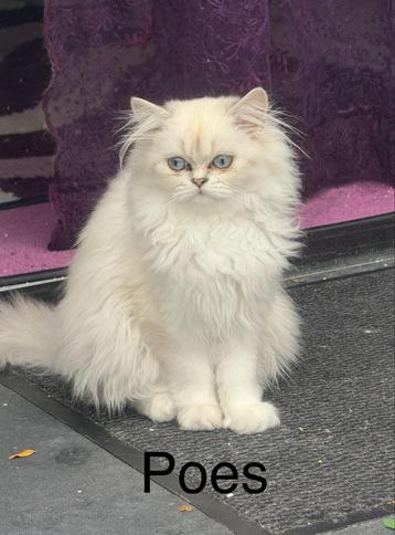 4  kittens beschikbaar voor biedingen