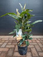 Eriobotrya Japonica - Japanse Wolmispel / Loquat  H: 84 cm., Tuin en Terras, Planten | Bomen, Overige soorten, Lente, Minder dan 100 cm