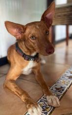 ACE: Otto heeft een zacht karakter, Dieren en Toebehoren, Particulier, Rabiës (hondsdolheid), Reu, 1 tot 2 jaar