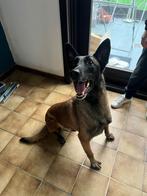 Knappe Mechelse herder reutje, Dieren en Toebehoren, Honden | Herdershonden en Veedrijvers, 6 jaar of ouder, België, Particulier