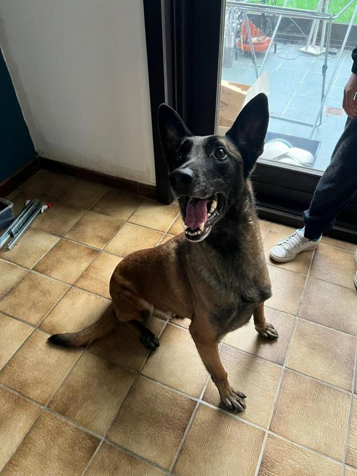 Knappe Mechelse herder reutje, Dieren en Toebehoren, Honden | Herdershonden en Veedrijvers, Reu, Herder, Particulier, Eén hond